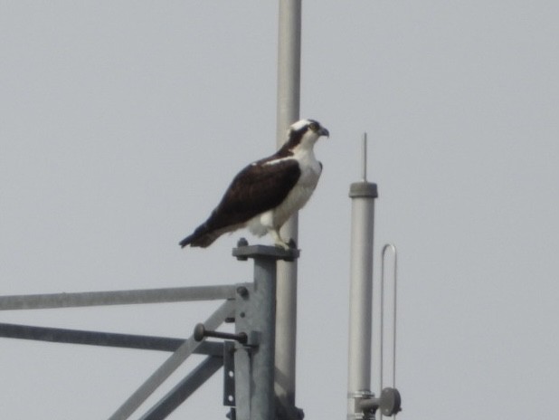 Osprey - ML619765293