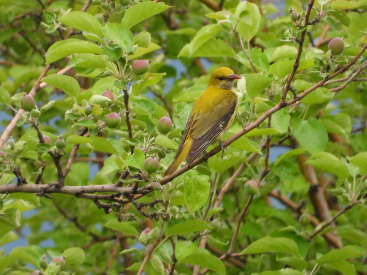 Eurasian Golden Oriole - ML619765295