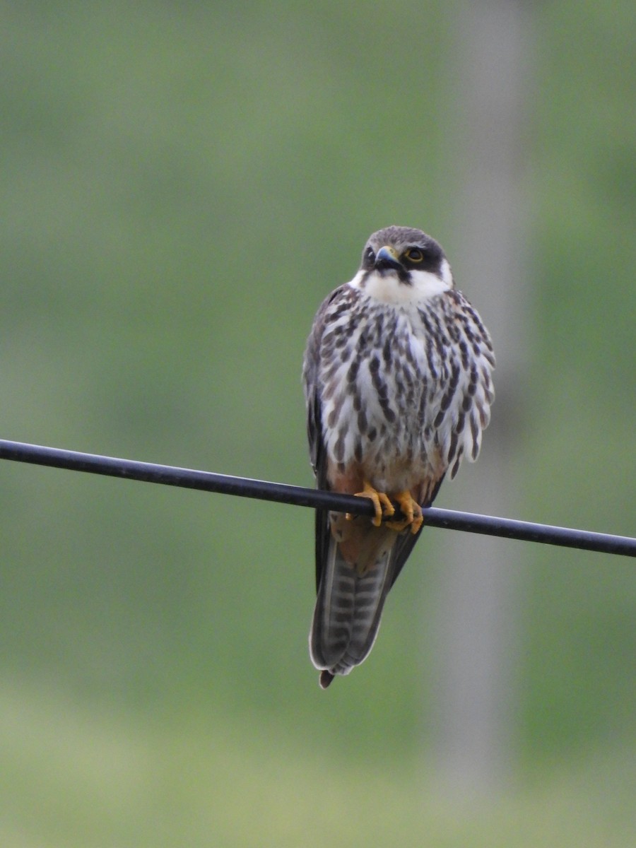 Eurasian Hobby - ML619765305