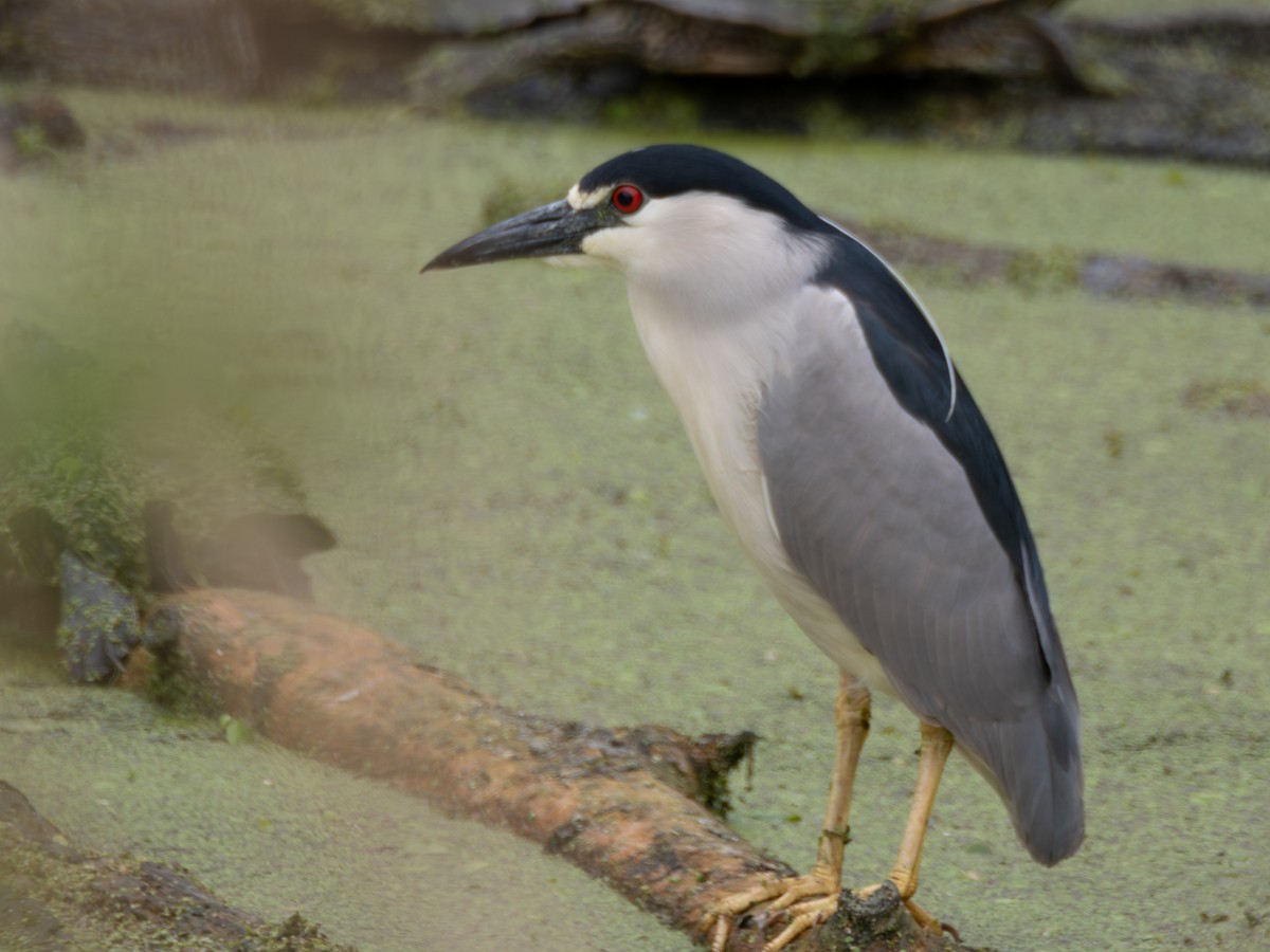 Black-crowned Night Heron - ML619765356