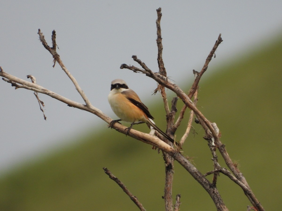 Long-tailed Shrike - ML619765370