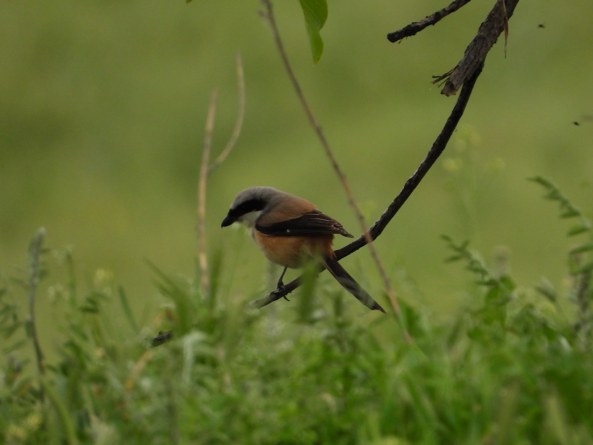 Long-tailed Shrike - ML619765371