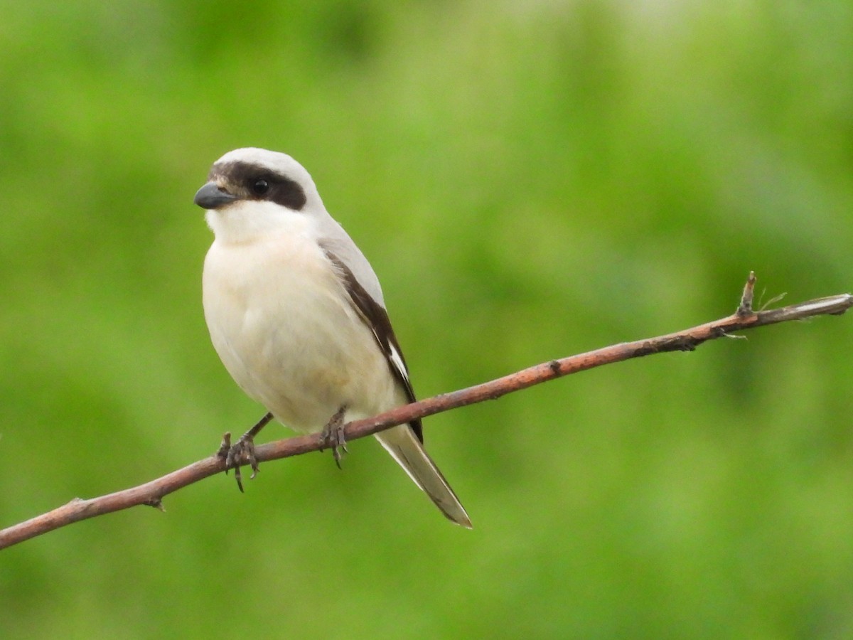 Lesser Gray Shrike - ML619765389