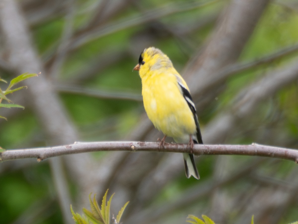 American Goldfinch - ML619765396