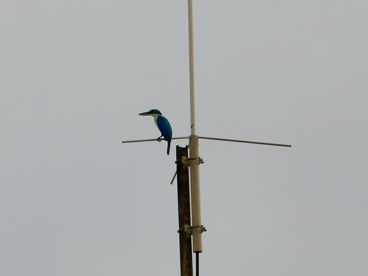 Collared Kingfisher - ML619765408