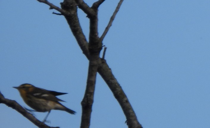 Blackburnian Warbler - ML619765412