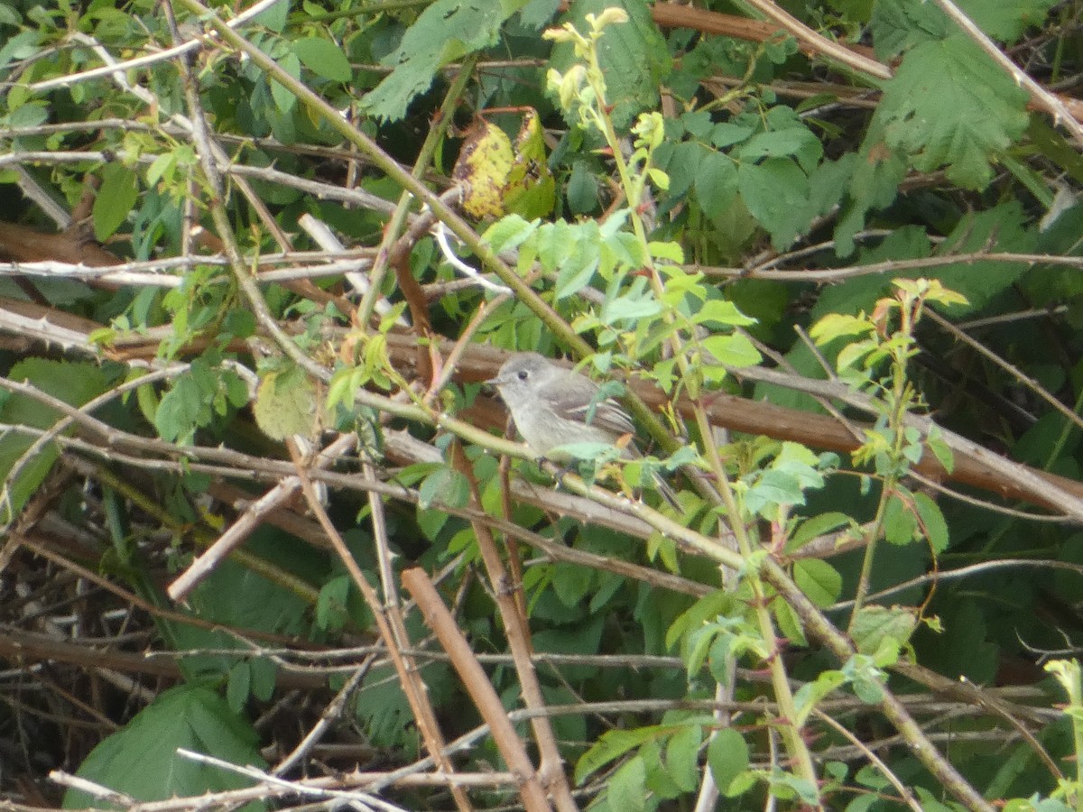 Dusky Flycatcher - Karen Morse