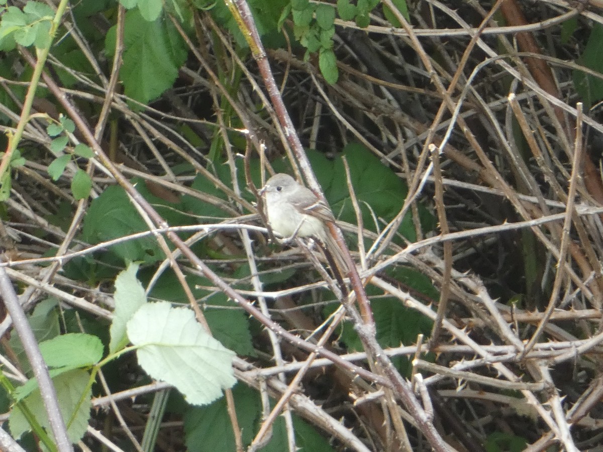 Dusky Flycatcher - ML619765419