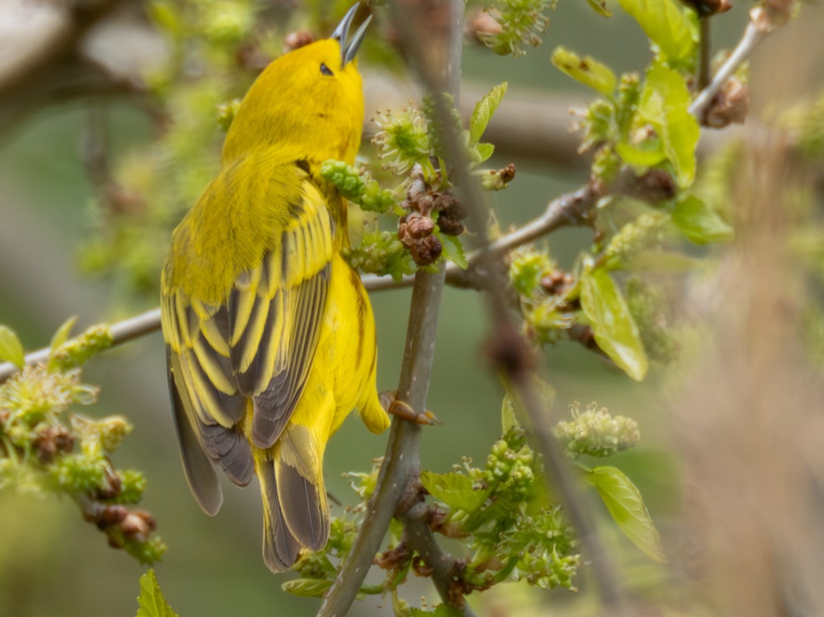 Northern Yellow Warbler - ML619765424