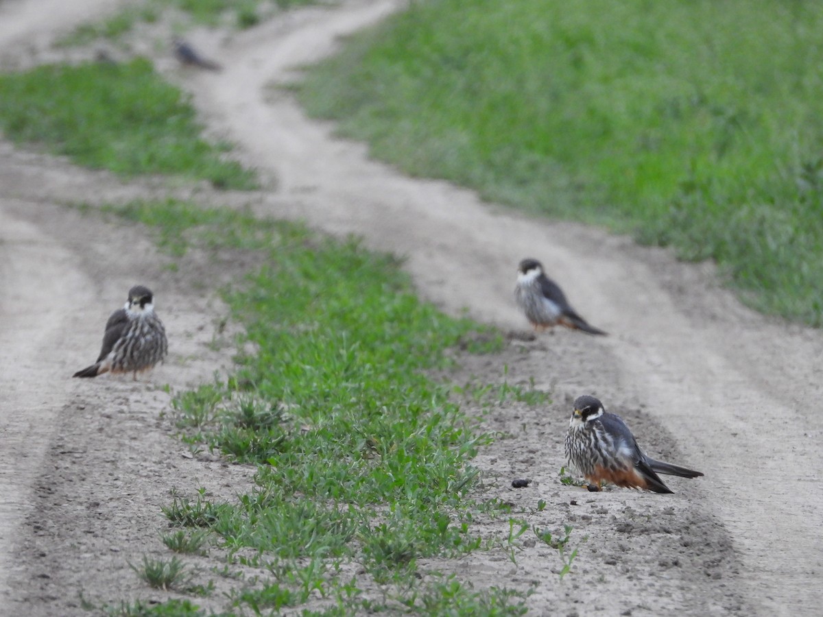 Eurasian Hobby - ML619765431