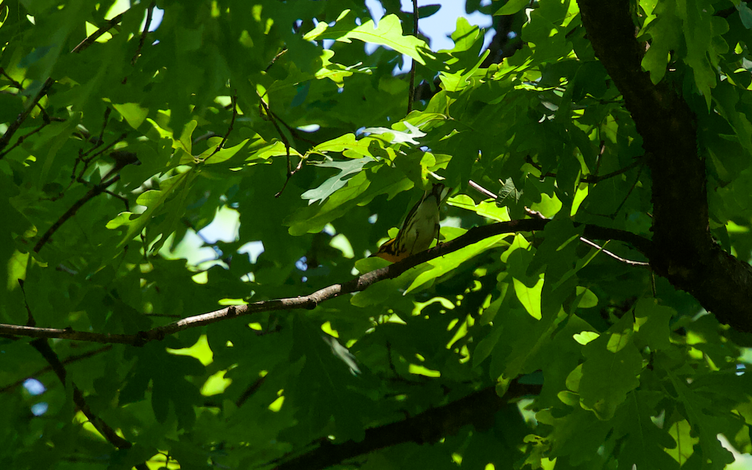 Blackburnian Warbler - ML619765440