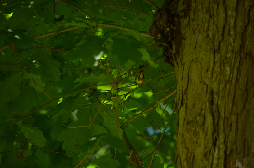 Canada Warbler - ML619765444