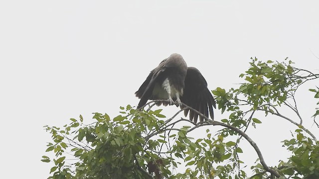 Lesser Fish-Eagle - ML619765459