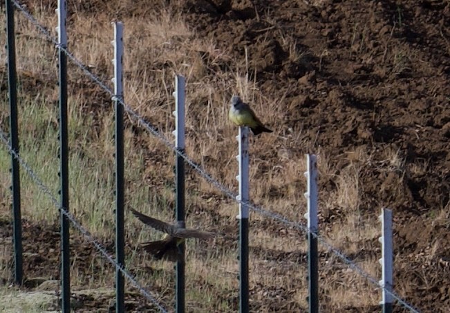 Western Kingbird - ML619765467