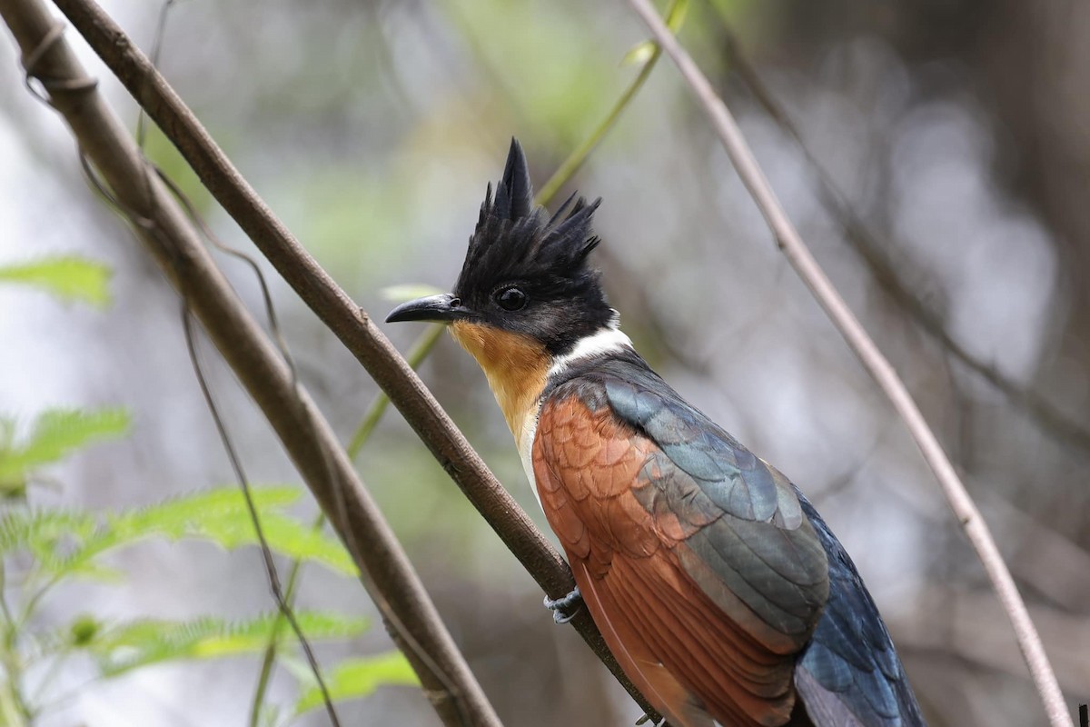 Chestnut-winged Cuckoo - ML619765481
