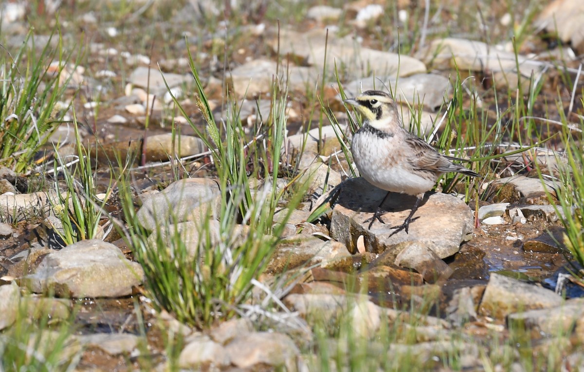 Horned Lark - ML619765483