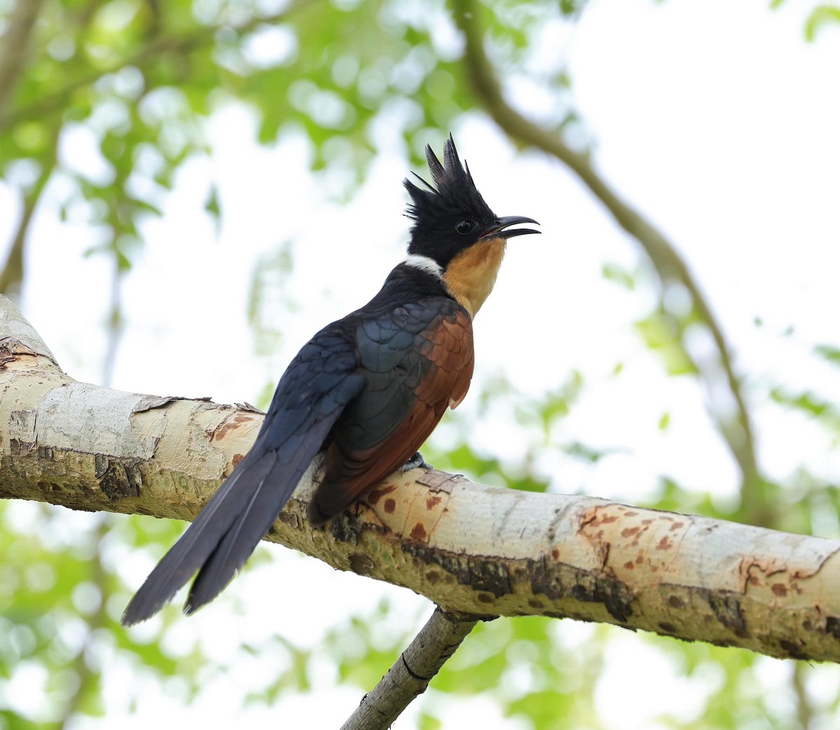 Chestnut-winged Cuckoo - ML619765499