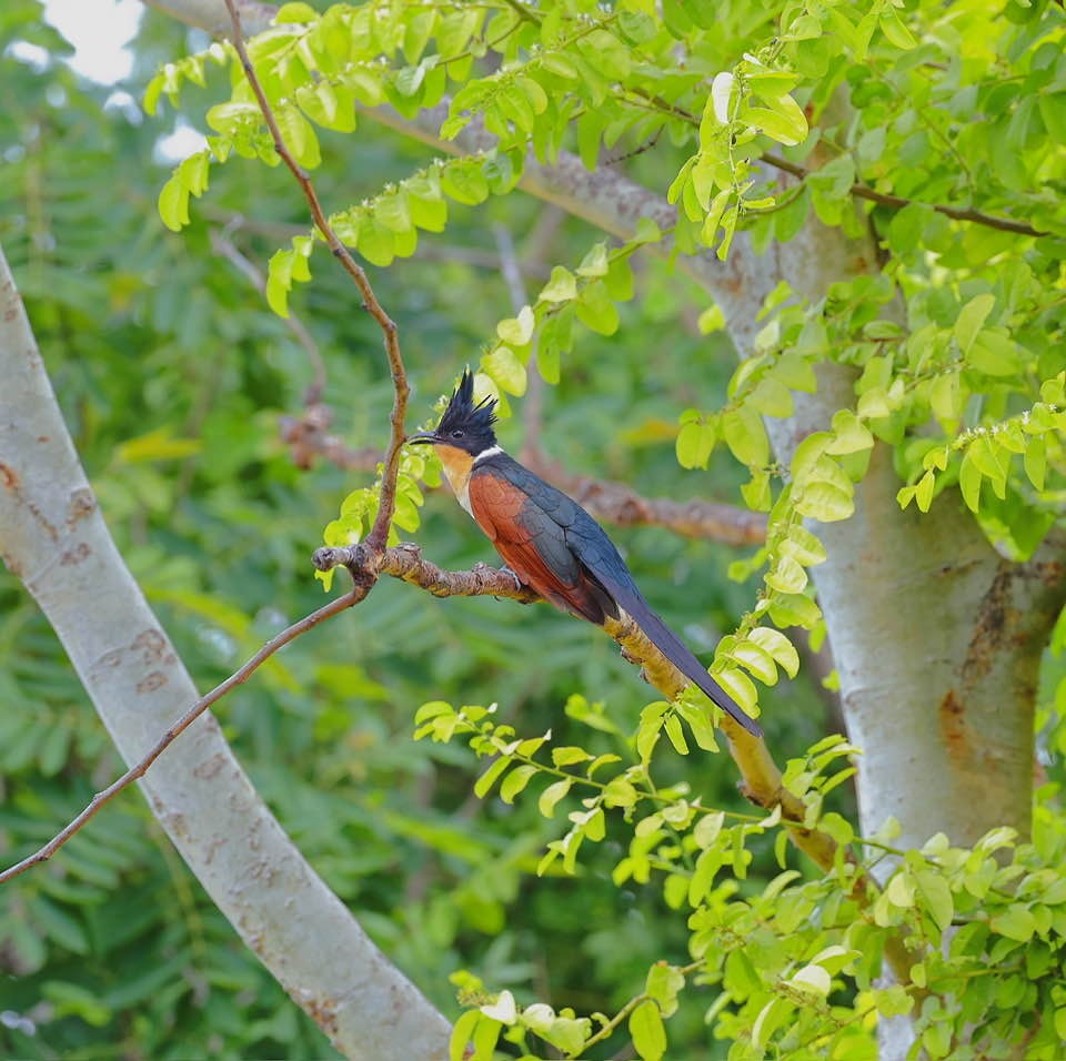 Chestnut-winged Cuckoo - ML619765500