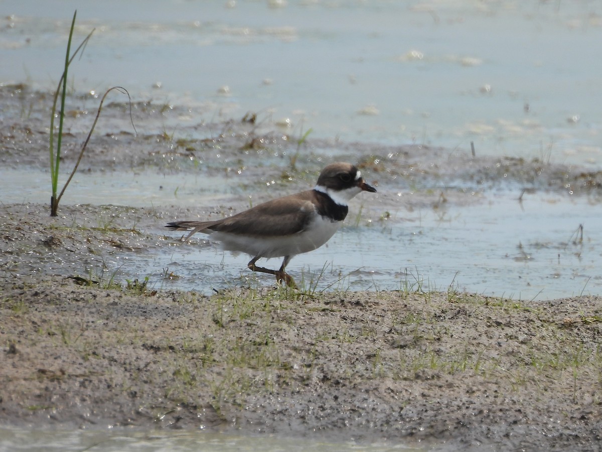 Semipalmated Plover - ML619765510