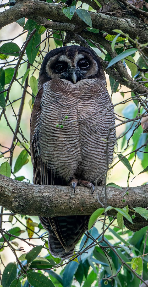 Brown Wood-Owl - ML619765543