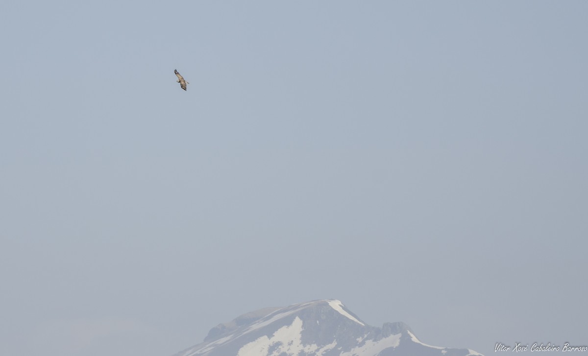 Short-toed Snake-Eagle - ML619765544