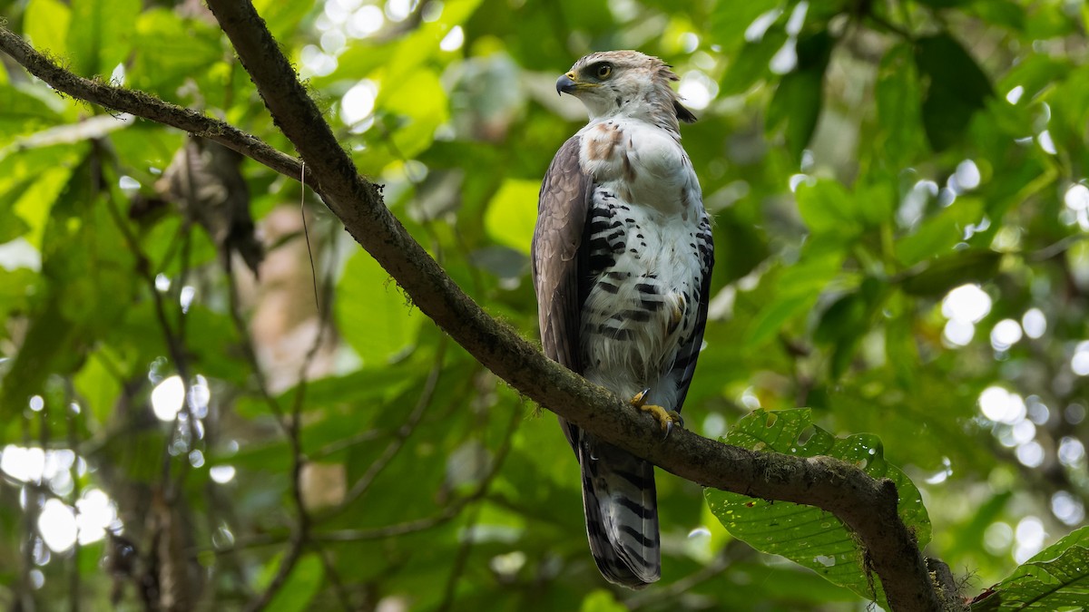 Águila Galana - ML619765573