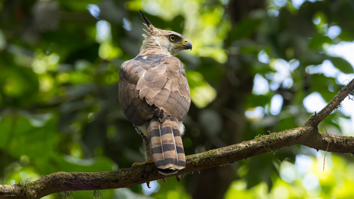 Ornate Hawk-Eagle - ML619765574