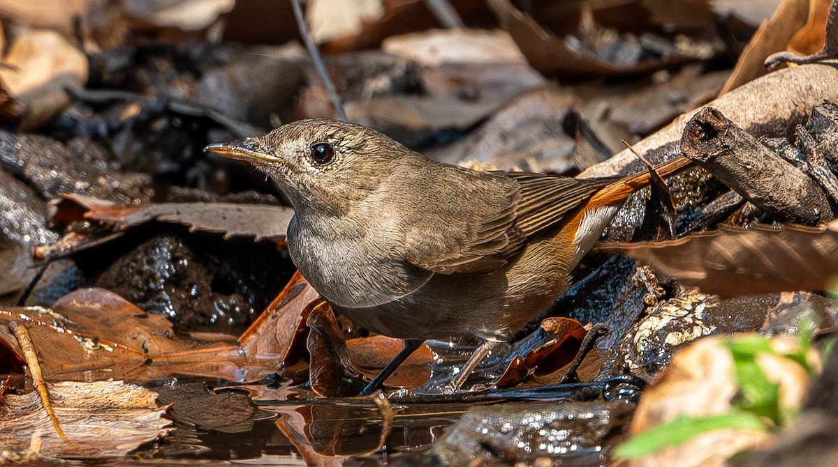 Rusty-tailed Flycatcher - ML619765582