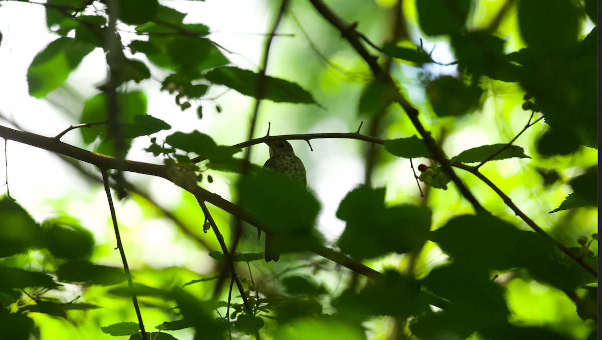 Gray-cheeked Thrush - ML619765583