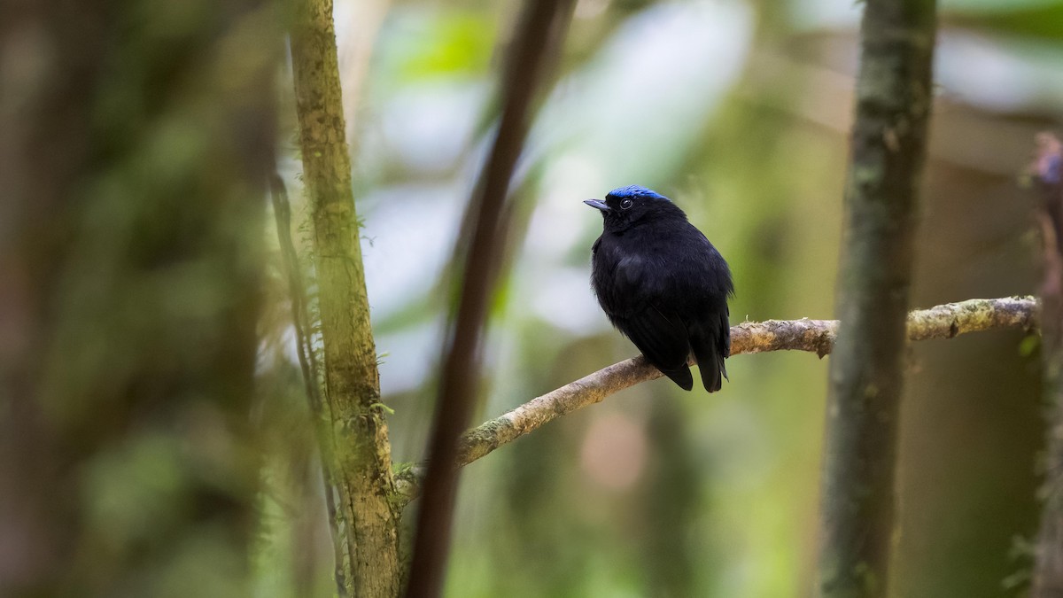 Velvety Manakin - ML619765586