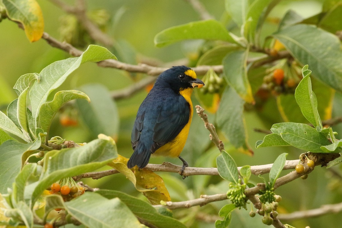 Yellow-throated Euphonia - ML619765587