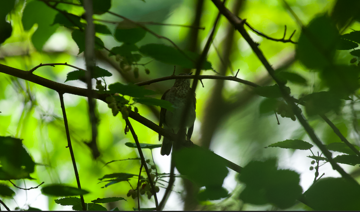 Gray-cheeked Thrush - ML619765588