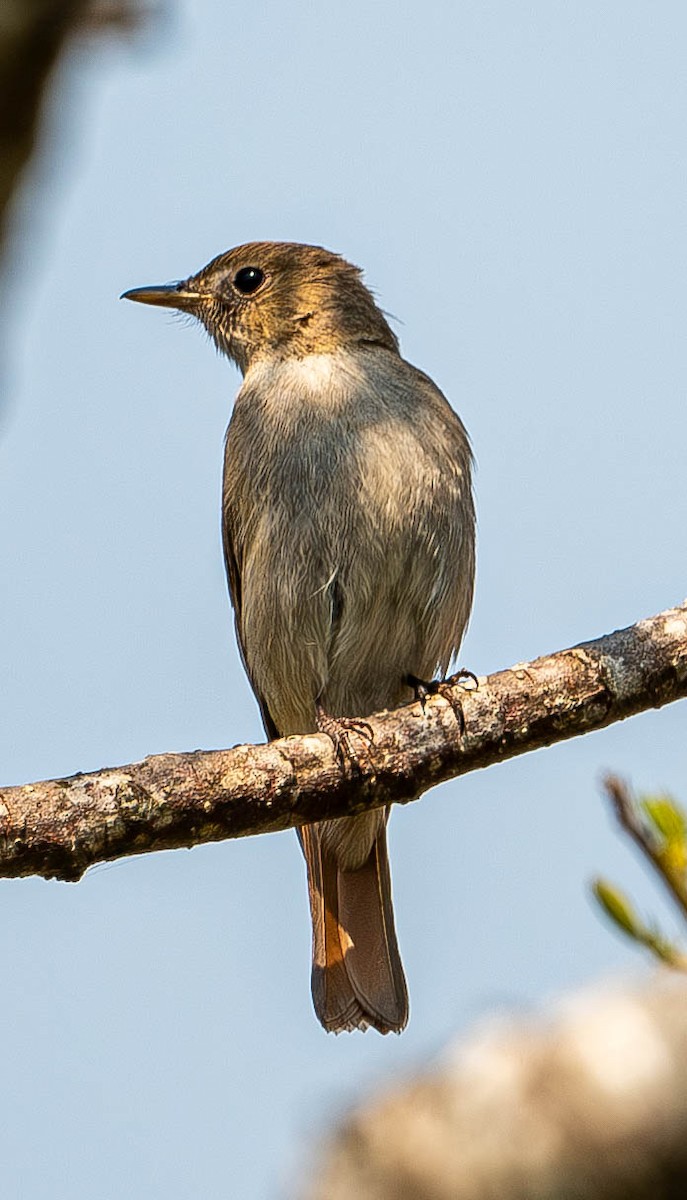 Rusty-tailed Flycatcher - ML619765592