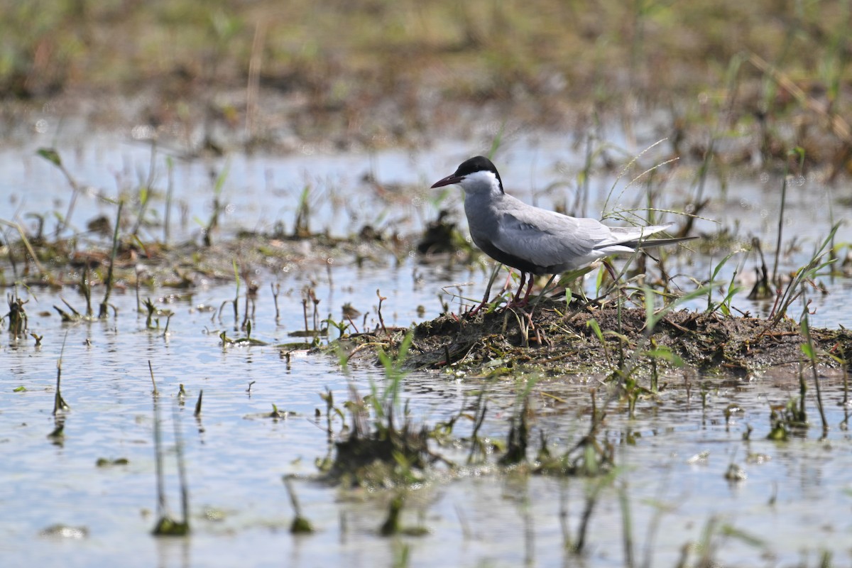 Whiskered Tern - ML619765595