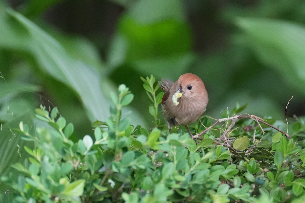 Vinous-throated Parrotbill - ML619765604