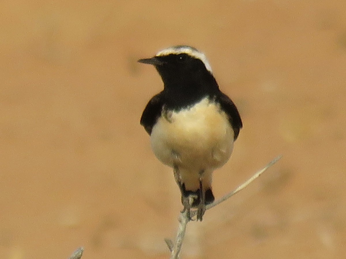 Pied Wheatear - ML619765605