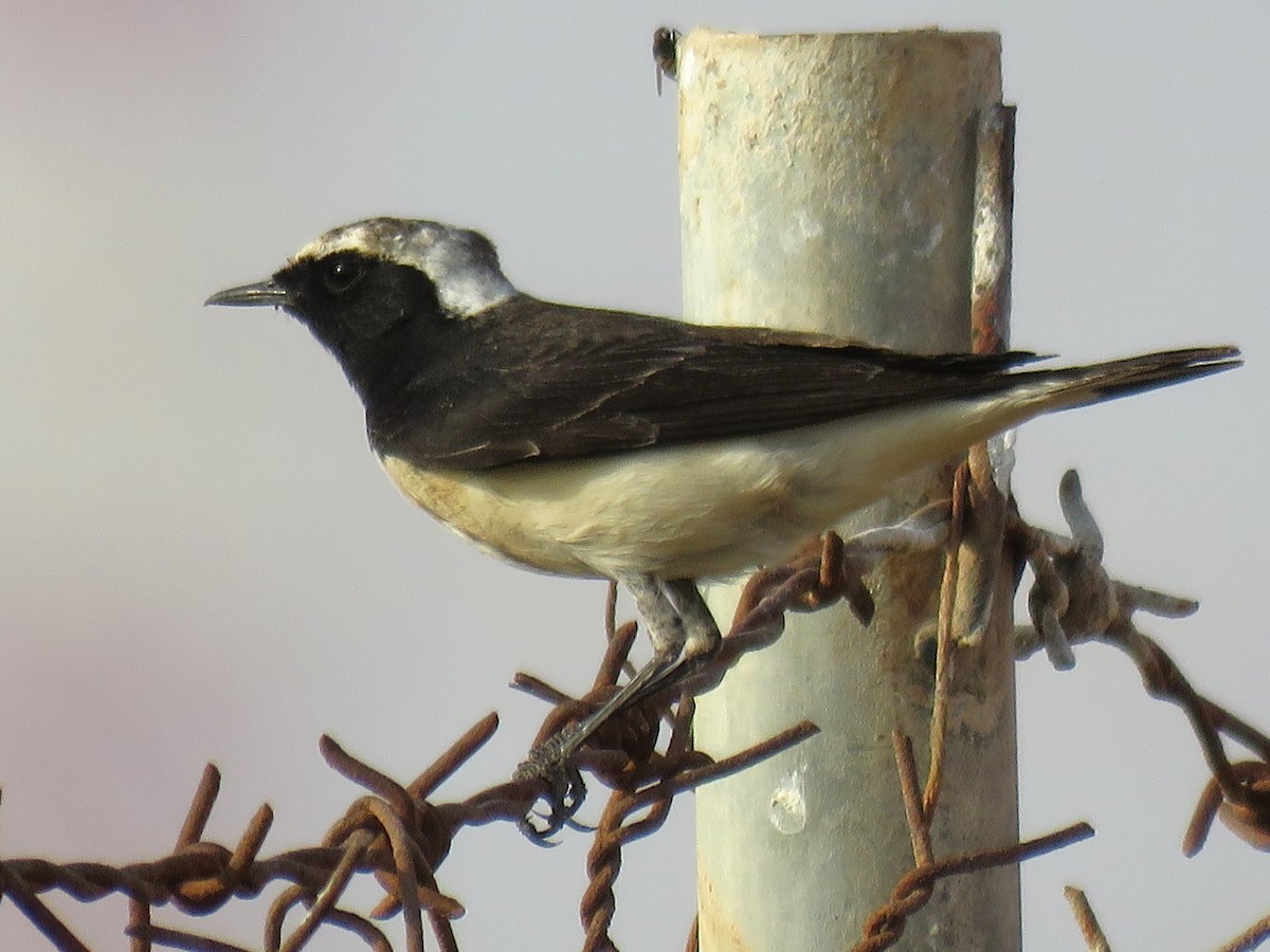 Pied Wheatear - Stephen Taylor