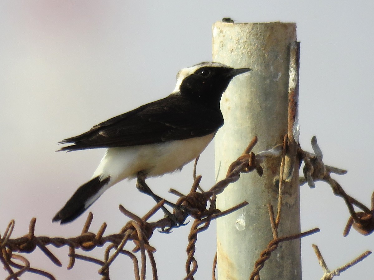 Pied Wheatear - ML619765607