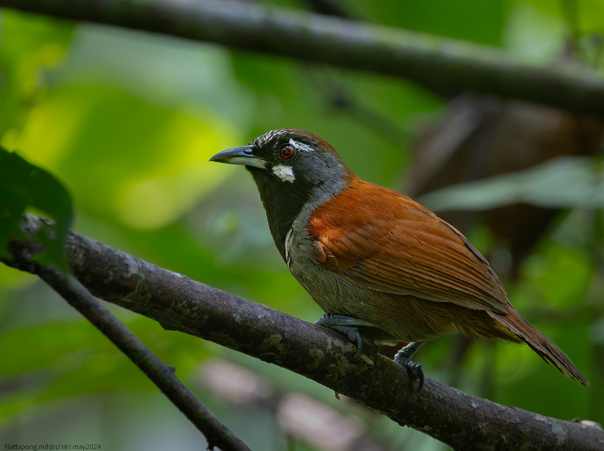 Black-throated Babbler - ML619765609