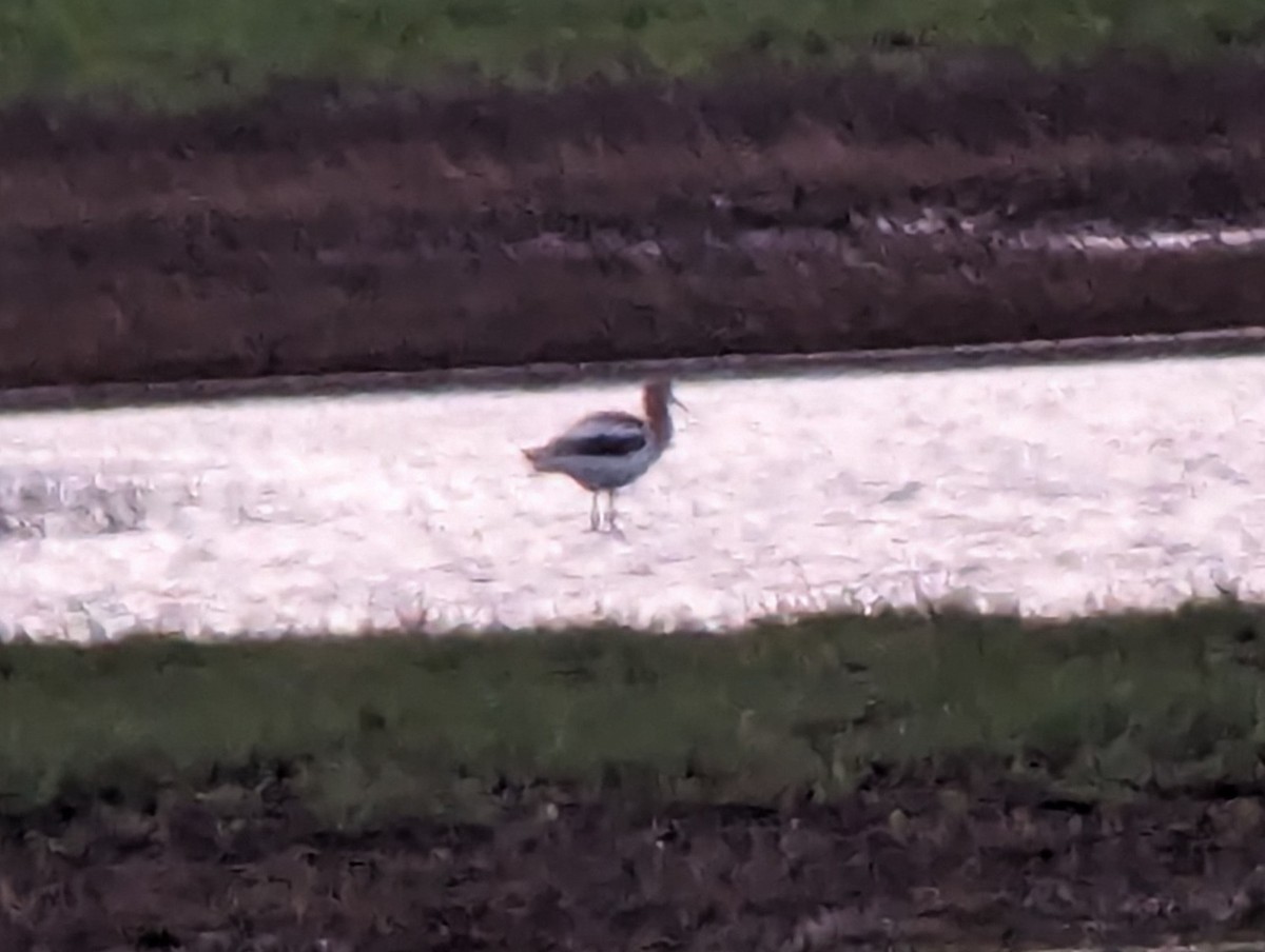 Avoceta Americana - ML619765612