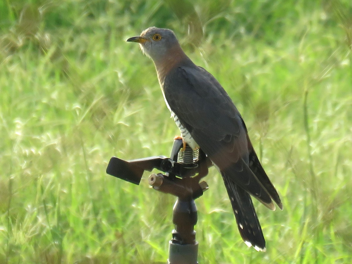 Common Cuckoo - ML619765613