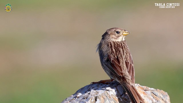 Corn Bunting - ML619765623