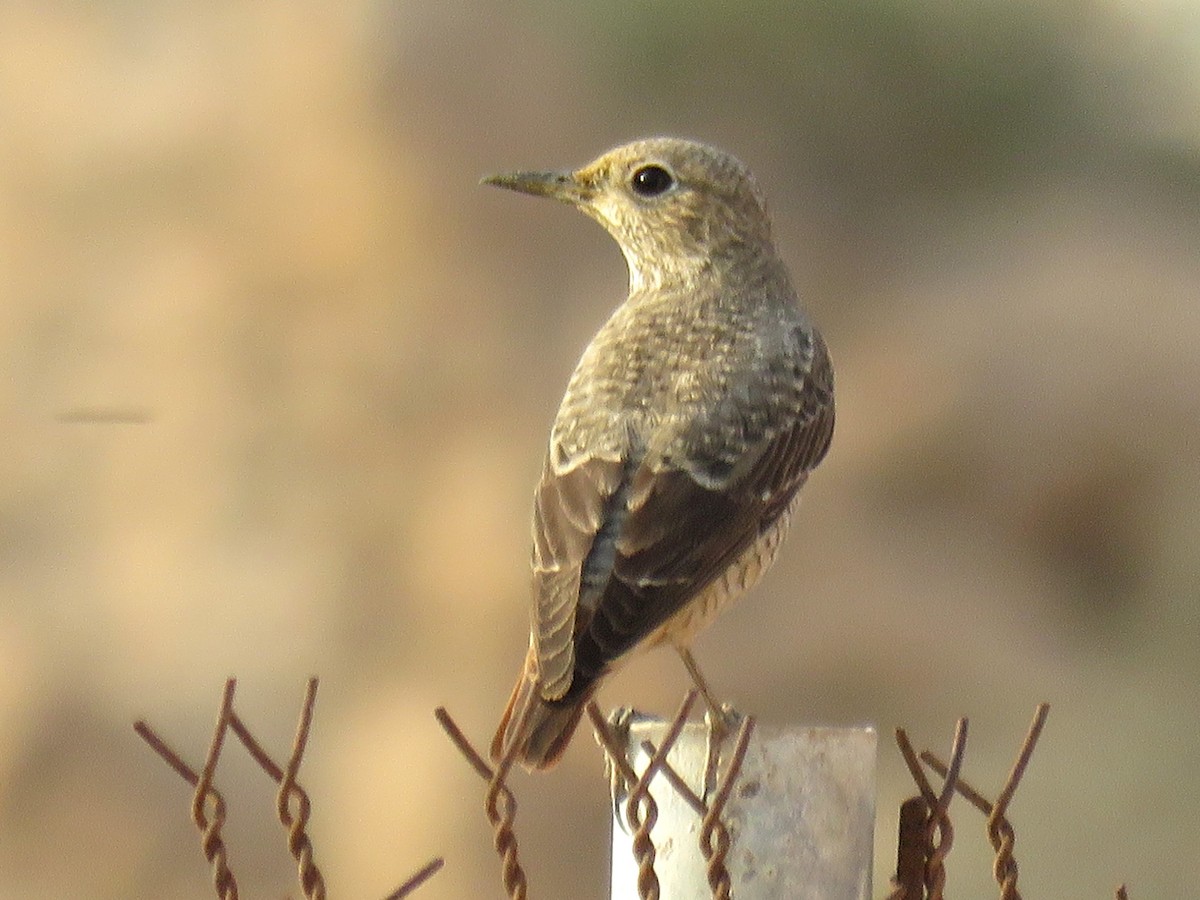 Rufous-tailed Rock-Thrush - ML619765625