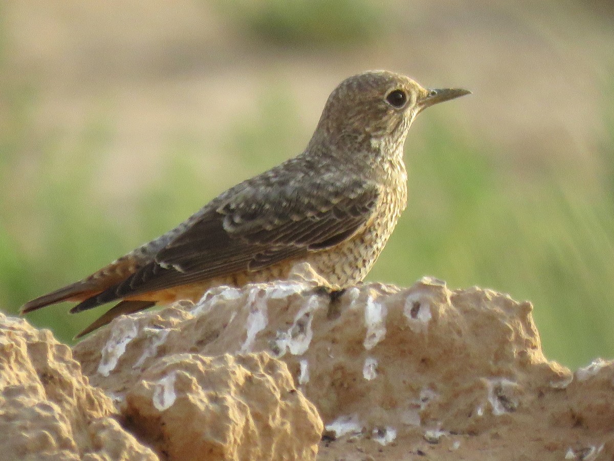 Rufous-tailed Rock-Thrush - ML619765628