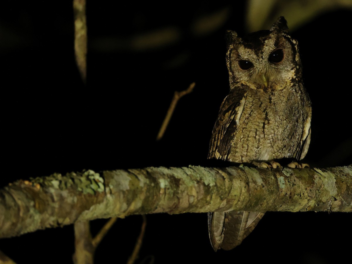 Collared Scops-Owl - ML619765631