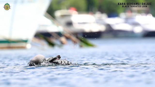 Arctic Loon - ML619765633