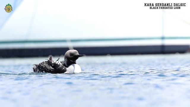 Arctic Loon - ML619765642