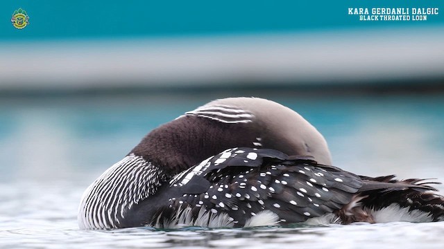 Arctic Loon - ML619765643