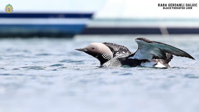 Arctic Loon - ML619765644