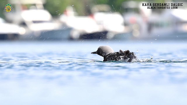 Arctic Loon - ML619765645